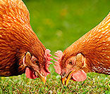 What should a proper farm supply store be like?